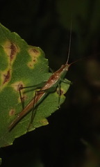 Conocephalus conocephalus