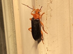 Neopyrochroa flabellata