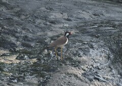 Vanellus indicus