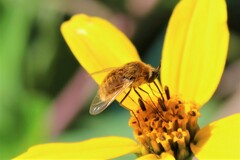 Sparnopolius confusus