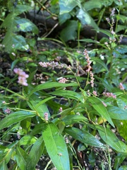 Persicaria maculosa