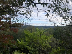 Pycnanthemum incanum