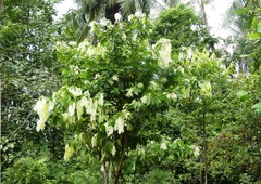 Maniltoa browneoides