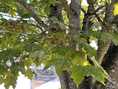 Acer macrophyllum