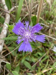 Stokesia