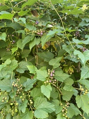 Ampelopsis