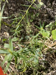 Pycnanthemum