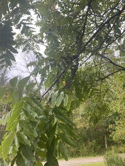 Juglans nigra