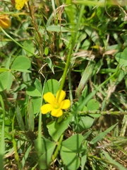 Oxalis corniculata