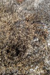 Amblyopappus pusillus