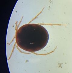 Hydrachnidia