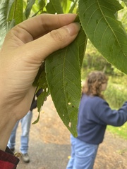Juglans nigra