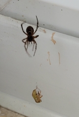 Amaurobius