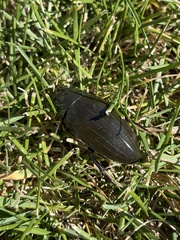 Hydrophilus triangularis