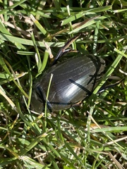 Hydrophilus triangularis