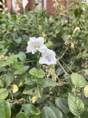 Asystasia intrusa