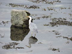 Ardea cinerea
