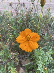 Asystasia intrusa