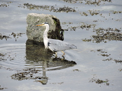 Ardea cinerea
