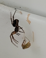 Amaurobius