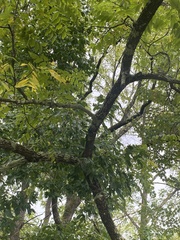 Juglans nigra