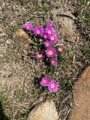 Delosperma carolinense