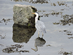 Ardea cinerea