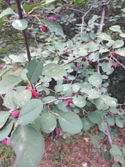 Cotoneaster multiflorus