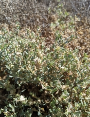 Atriplex lindleyi