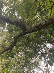Juglans nigra