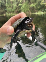 Sternotherus minor
