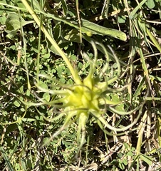 Clematis pitcheri