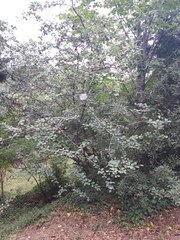 Cotoneaster multiflorus