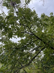 Juglans nigra