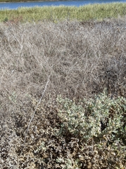 Atriplex lindleyi
