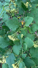 Physocarpus opulifolius