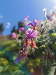 Pelargonium papilionaceum