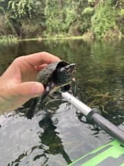Sternotherus minor