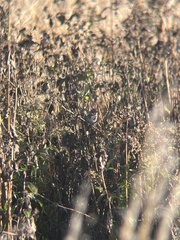 Passerella iliaca iliaca