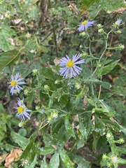 Symphyotrichum prenanthoides