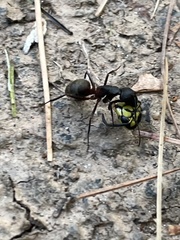 Camponotus