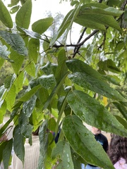 Juglans nigra