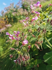 Pelargonium papilionaceum
