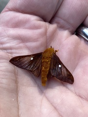 Anisota virginiensis