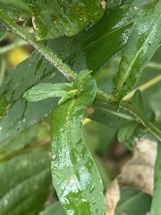 Symphyotrichum prenanthoides