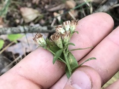 Sericocarpus asteroides