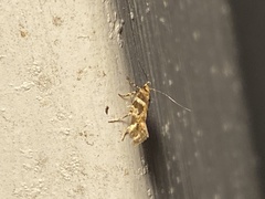 Aristotelia roseosuffusella