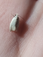 Antaeotricha albulella