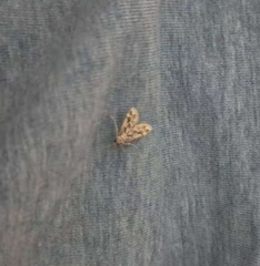 Martyringa latipennis