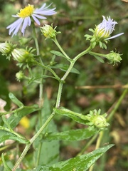 Symphyotrichum prenanthoides